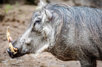 बँदेलको आक्रमणबाट मृत्यु