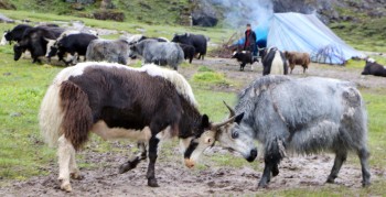 रसुवामा वैशाख १३, १४ र १५ गते चौँरी महोत्सव