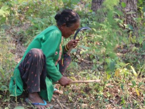 प्रकृति टाढिँदा अस्तित्वको लडाइँमा लोपोन्मुख-सीमान्तकृत आदिवासी