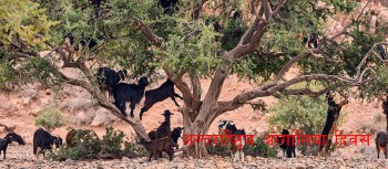 अन्तर्राष्ट्रिय आर्गानिया दिवस मनाइँदै