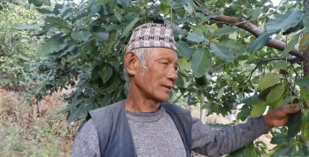 व्यावसायिक एभोकाडोखेतीबाट मनग्य आम्दानी