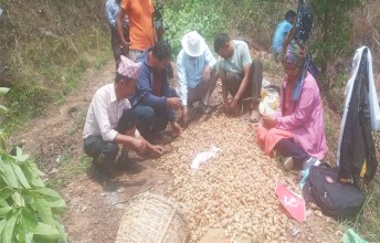 मजदुर दिवसका अवसरमा पचास रोपनीमा अदुवाखेती