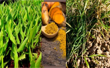 कर्णालीको अदुवा-बेसार विदेशी बजारमा रोजाइ