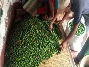 आम्दानीको स्रोत ‘अकबरे’