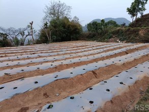 झाडी फाडेर व्यावसायिक अकबरे खुर्सानीखेती : १० लाख आम्दानी गर्ने लक्ष्य