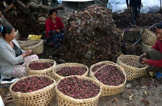 ताप्लेजुङमा अलैँची महोत्सव हुने