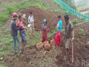 आलु बिक्री गर्न कोसेली घर सञ्चालन