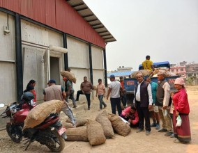 धमाधम शीतभण्डारमा आलुभण्डारण गरिँदै