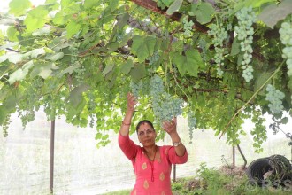 जलजलाको लुप्राङमा अंगुरखेती