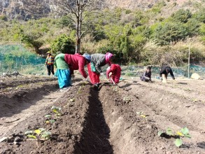 मुस्ताङको बागवानीमा ‘हाईब्रिड’ स्याउका बिरुवा उत्पादन गर्न सुरु