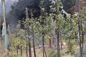 प्रधानमन्त्री ओलीसँग राष्ट्रिय फोटो पत्रकार समूहको भेट