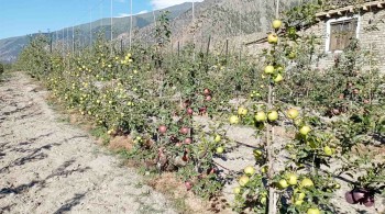 स्याउ गोडमेलमा व्यस्त किसान