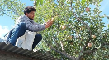 मुस्ताङमा आजदेखि स्याउ टिप्न सुरु