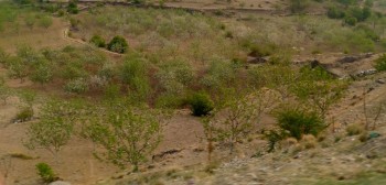 फुल्न लागेको स्याउका बोटमा बेमाैसमी  वर्षाकाे असर