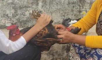 ‘अप्रेसन’ गरेर कुखुराको भालेलाई बधिया बनाइँदै