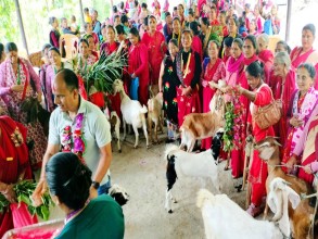 बाख्रा उपहार पाएपछि महिला खुसी