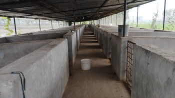 किसानले बङ्गुरपालन छाडे
