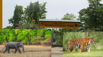 हात्ती परिचालन गरेर बाघको खोजी