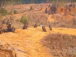 बर्दिबासको पर्यावरणबारे बढ्दै चासो