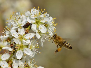 चितवनमा मौरी चरन क्षेत्र अभाव