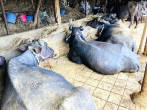 बागलुङका किसानले गराए ७०५ पशुको बिमा