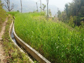 सिँचाइ सुविधापछि तीन बाली खेती