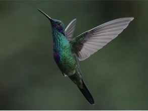 सानो हमिङबर्डको अन्तिम आश्रय