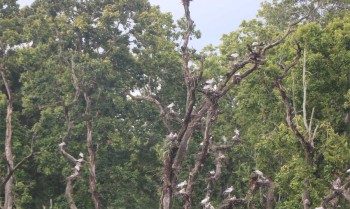 घुँगीफोर गरुडको प्रजनन केन्द्र बन्दै बाटुलीपोखरी