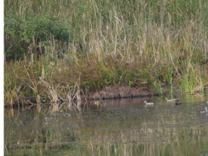 घोडाघोडीमा हरिहाँसको सङ्ख्या बढ्यो, जलपन्छीको घट्यो
