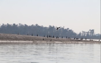 जाडो छल्न आगन्तुक चरा चितवनमा