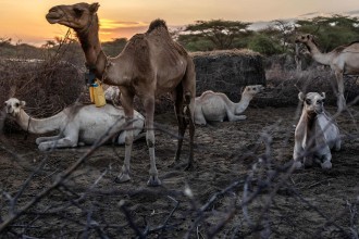 केन्यामा खडेरी : गाईको सट्टा उँट पालनतर्फ झुकाव