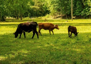 कार्बन साझेदारी कोषबाट मुलुकलाई एक अर्ब १९ करोड प्राप्त