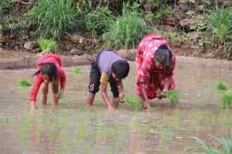 देशभर ६७.३ प्रतिशत रोपाइँ