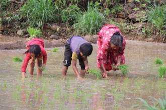 सिँचाइ अभावले चैते धानखेती सङ्कटमा