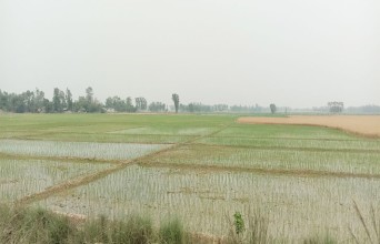 चैते धानको आकर्षण बर्सेनि बढ्दै