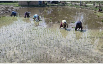 सुनसरीमा चैते धान रोपाइँ