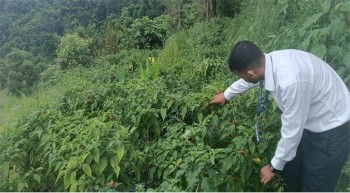 ऋषिङमा २५ जना किसानद्वारा अकबरेखेती गर्दै