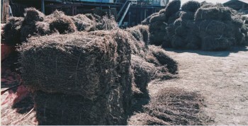 चिराइतोको मूल्यमा गिरावट आउँदा भोजपुरका किसान चिन्तित