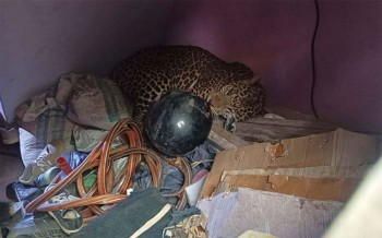 घरभित्र पसेको चितुवाको उद्धार