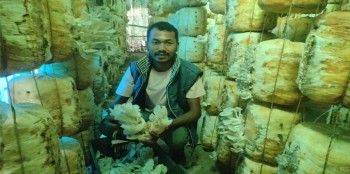 हाइटेक टनेलमा च्याउखेती गरी मनग्य आम्दानी