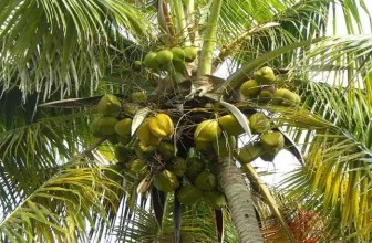 झापामा नरिवलको व्यावसायिक खेती सुरु