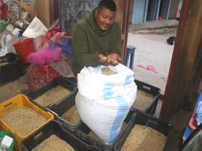 व्यावसायिक कफीखेतीमा जुट्दै हतुवागढीका किसान