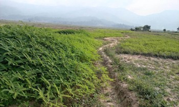 रासायनिक मलको विकल्पमा ढैँचा