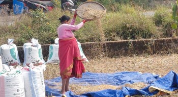 पानी पर्ने डरले किसानलाई धान भित्र्याउन भ्याइनभ्याई
