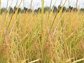 धानबाली नकाट्न किसानलाई आग्रह