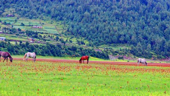वन फूलले सिँगारिएदा ढोरपाटनकाे  साैन्दर्य