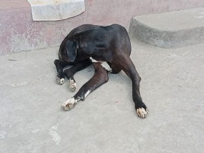 रेविज लागेको कुकुरले टोक्दा १२ जना घाइते