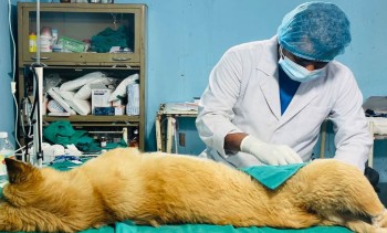 महानगरभित्रका २८ वटा वडामा ५ हजार ४४ वटा सामुदायिक कुकुरको बन्ध्याकरण 