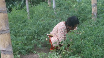एकल महिलाकाे मेहेनत : लोभलाग्दो अग्रानिक तरकारीखेती