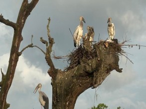आगन्तुक चरा बच्चा कोरल्दै